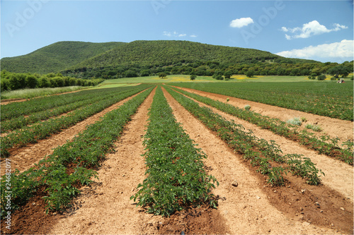 tomato field in Maremma region, Italy