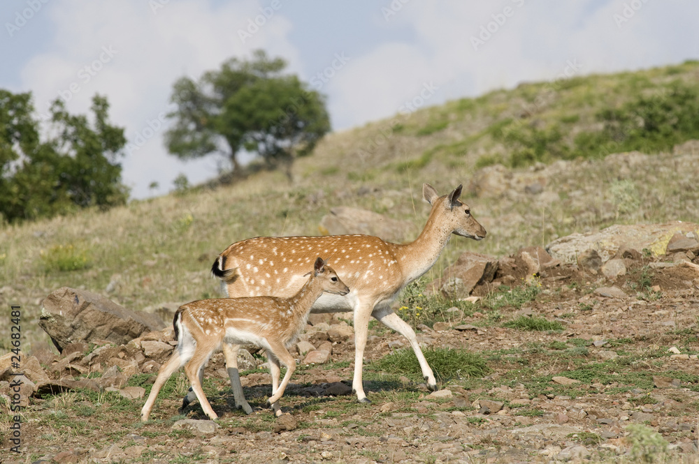 Fallow Deer Fallow Deer