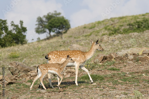 Fallow Deer