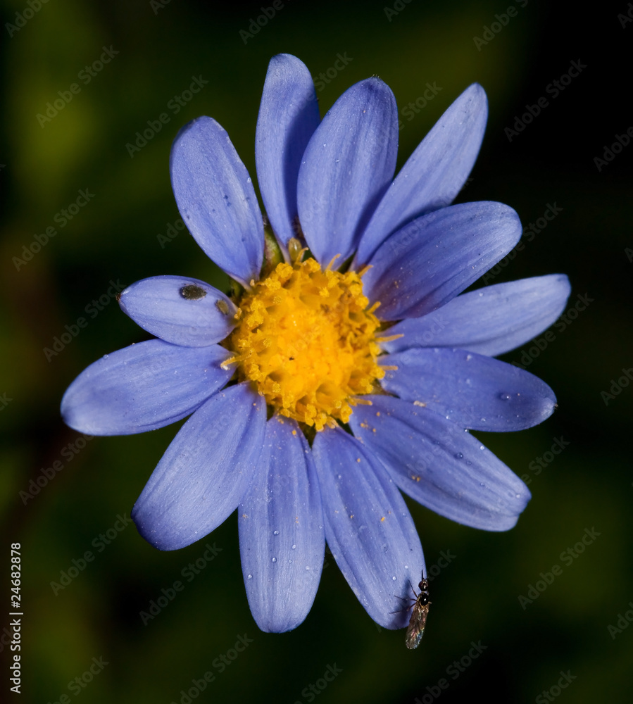 Obraz premium Macro of purple flower with bugs on on a green background