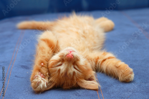 Foto kitten sleeps on the back