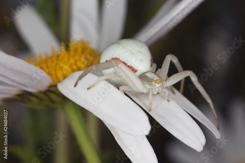 Goldenrod crab spider sitting on daisy. Macro photo.