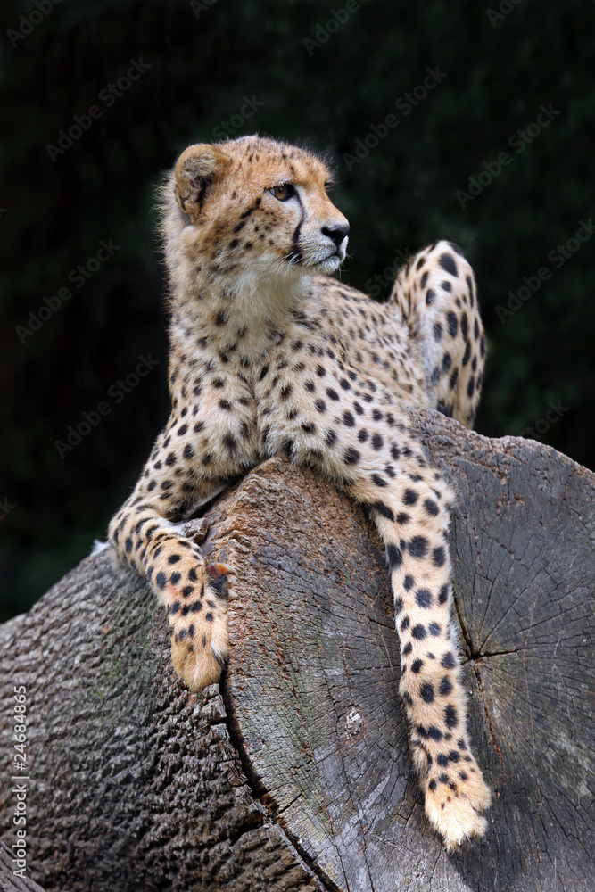 Fototapeta premium Gepard