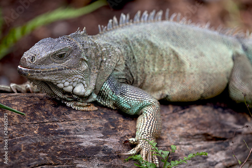 Rhinoceros Iguana (cyclura cornuta) for background use © nicholashan