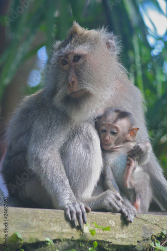 Long Tailed Macaque with Young © Owen Mather