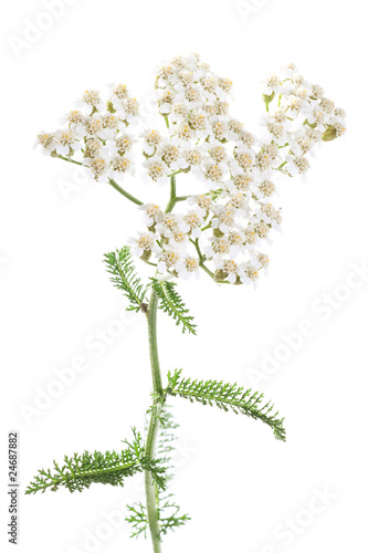 milfoil for herbal medicine