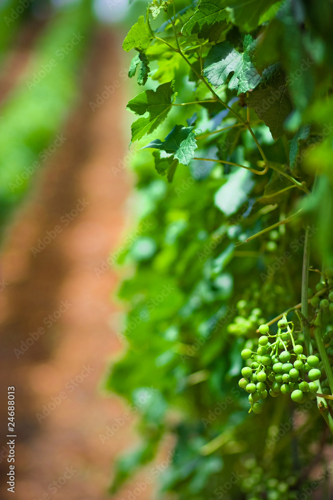 Vineyard rows in Germany Vineyard rows in Germany