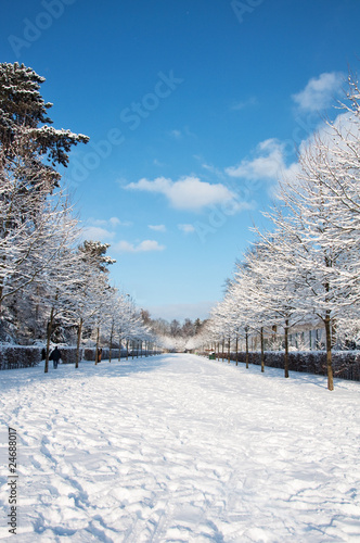 Winterlischer Hamburger Stadtpark photo