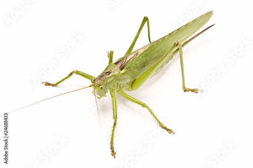 green locust