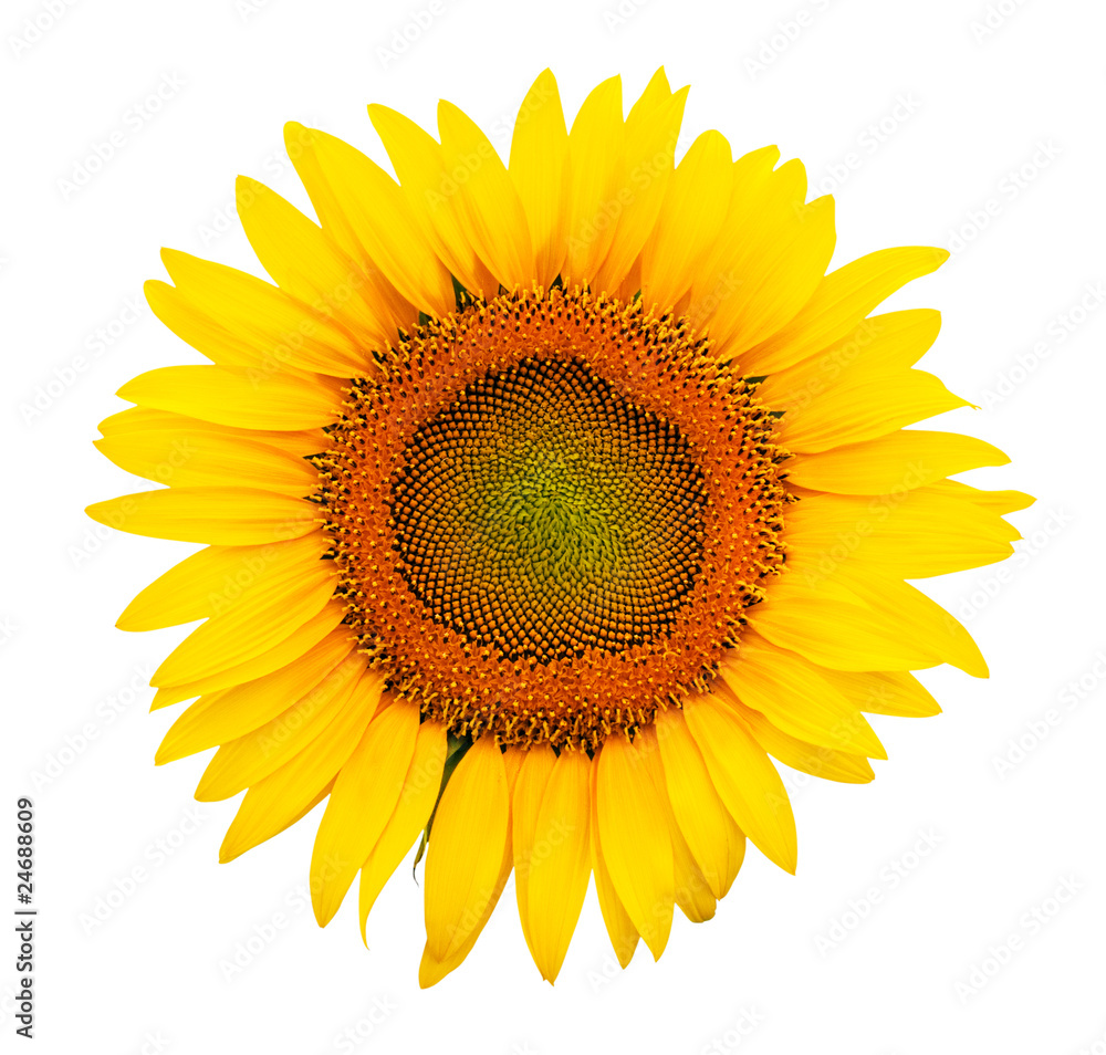 Fototapeta premium Sunflower isolated