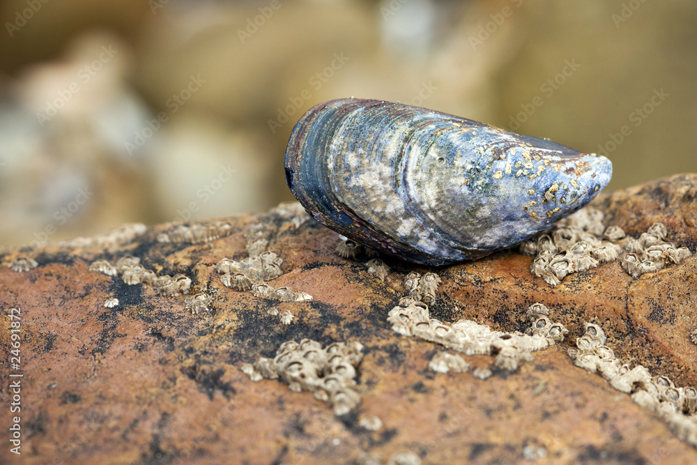 moule coquillage coquille fruit mer bretagne océan rocher attac StockFoto Adobe Stock
