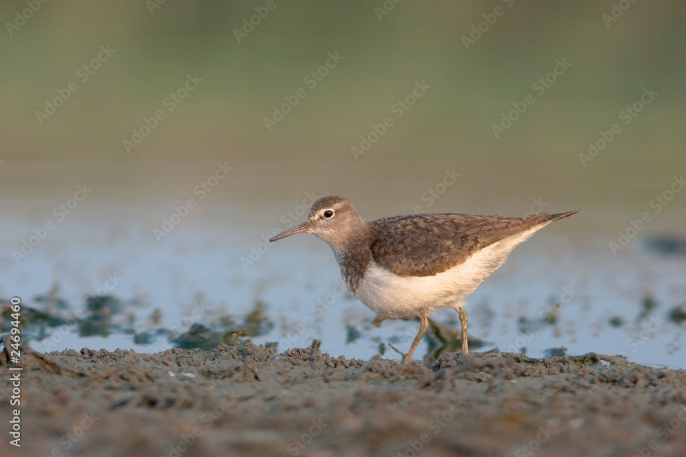 Common Sandpiper / Actitis hypoleucos Common Sandpiper / Actitis hypoleucos
