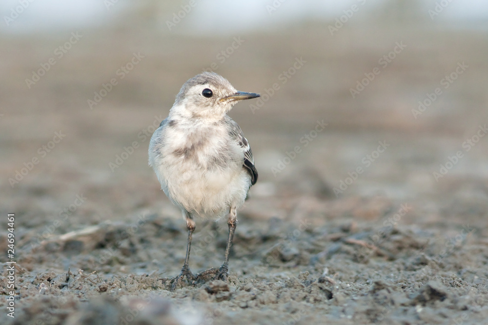 a juvenile of white wagtail / Motacilla alba a juvenile of white wagtail / Motacilla alba