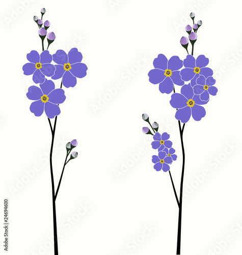 Ilustration of the beautiful forget-me-not flowers