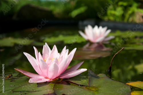 lily