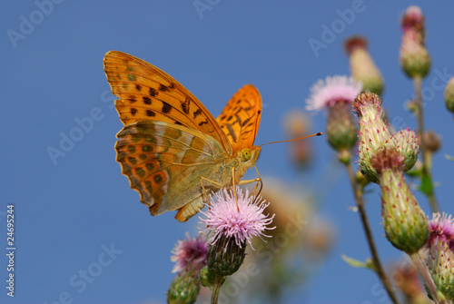 rare silver washed fritillary butterfly photo