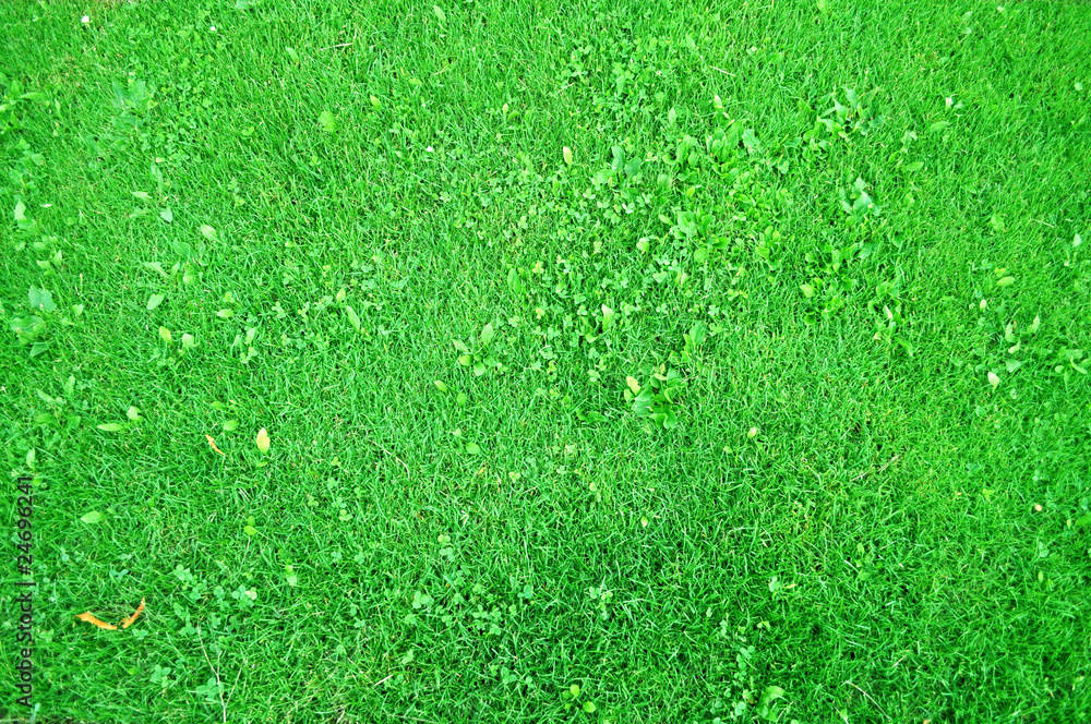 Fototapeta premium Green Grass