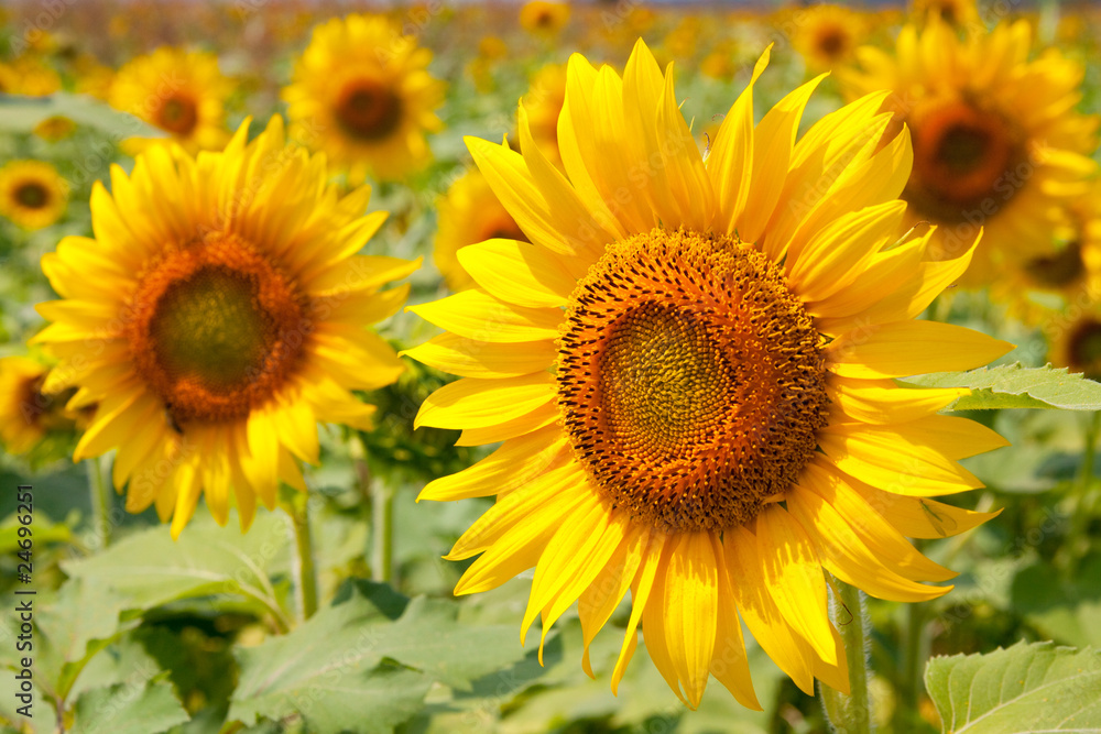 Sunflower field