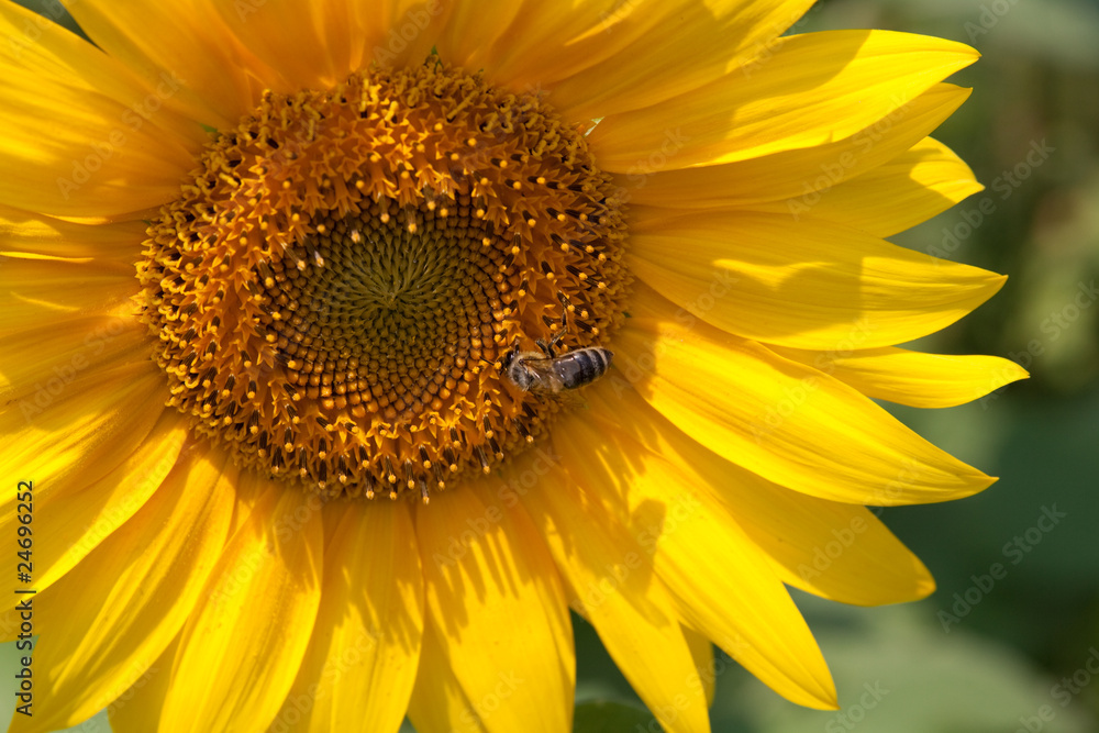 Obraz premium Sunflower with bee
