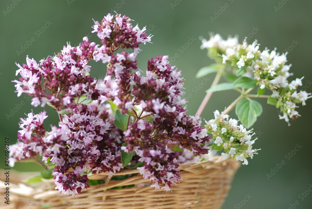 Majoranblüte (Origanum majorana) Heilpflanzen Majoranblüte (Origanum majorana) Heilpflanzen