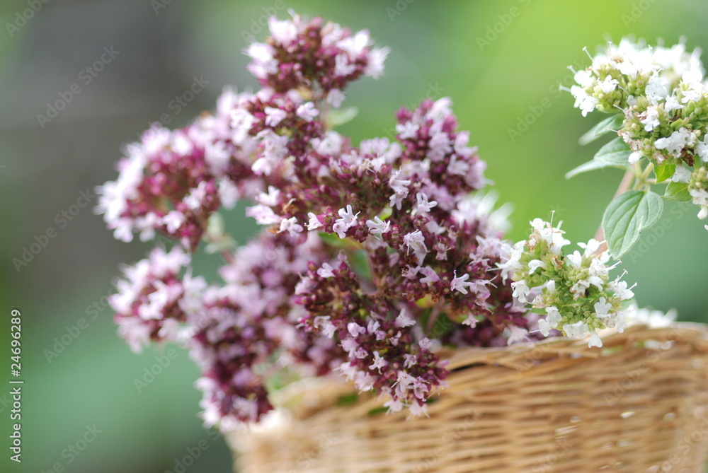 Majoranblüte (Origanum majorana) Heilpflanzen Majoranblüte (Origanum majorana) Heilpflanzen