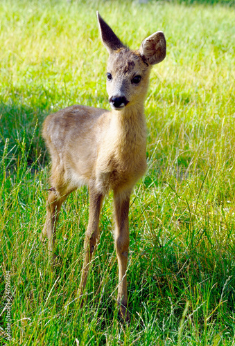 Fototapeta Naklejka Na Ścianę i Meble -  Young pretty deer in reservation