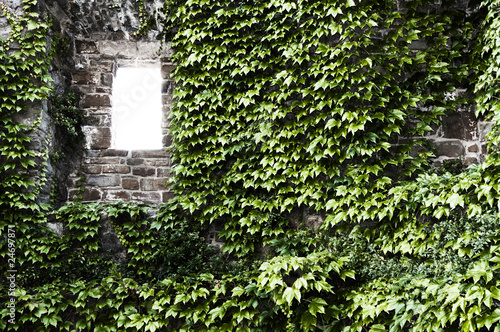 Window and ivy