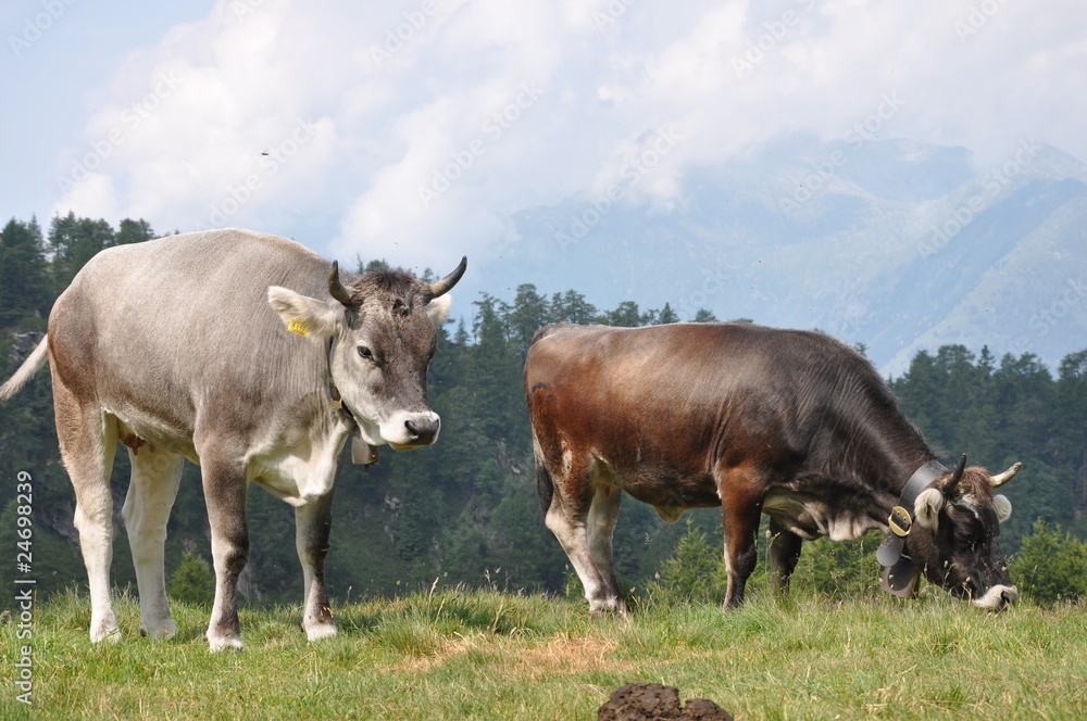 Kühe in den Alpen