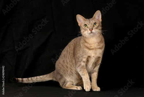 Foto OCICAT.