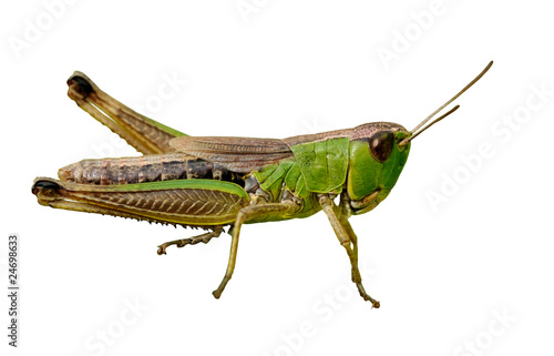 Isolated green grasshopper closeup