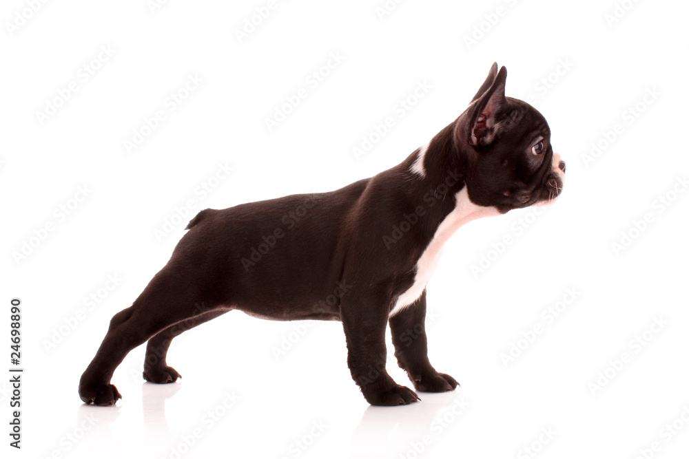 Young bulldog isolated on white Young bulldog isolated on white