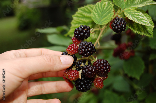 Brombeeren pflücken