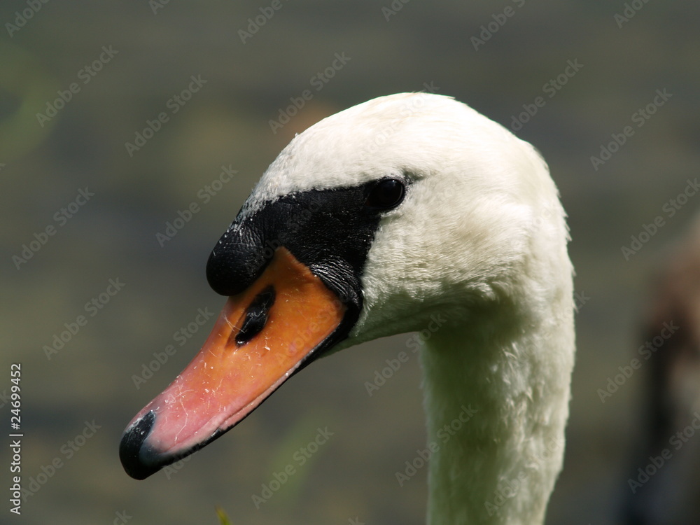 cygne cygne