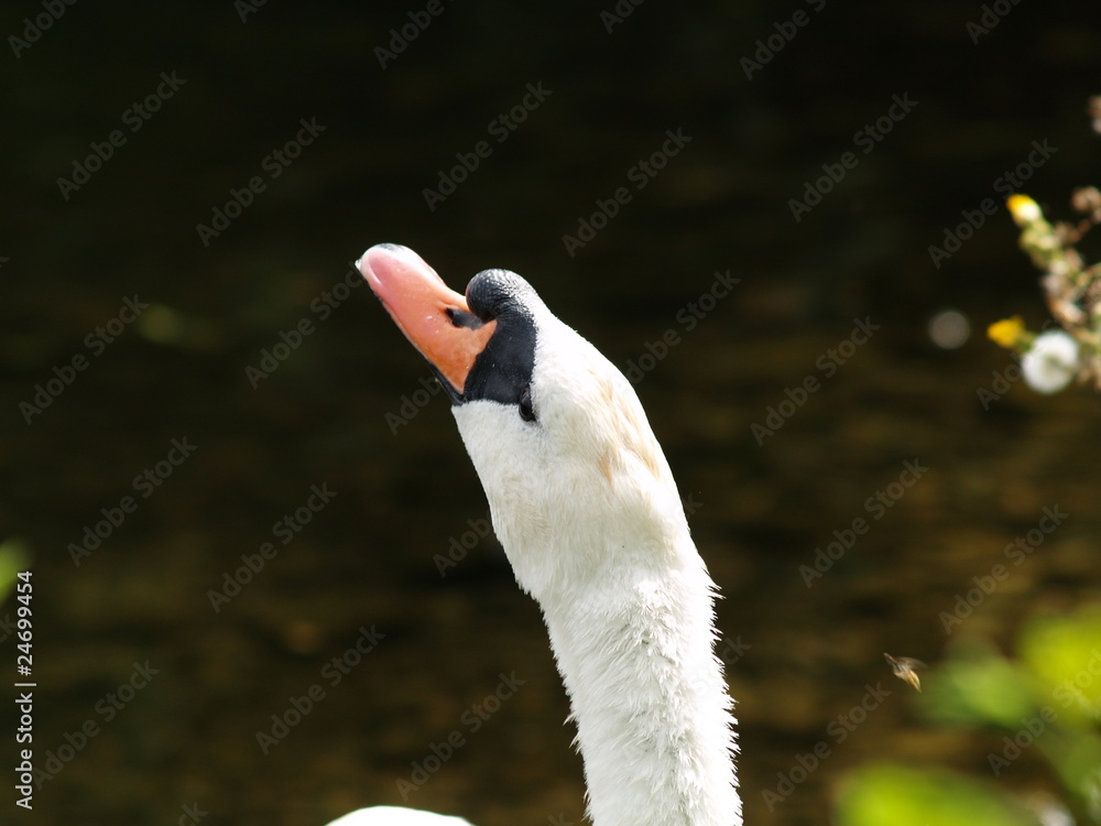 Fototapeta premium cygne