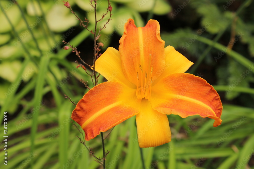 Obraz premium orang-gelbe Orchidee