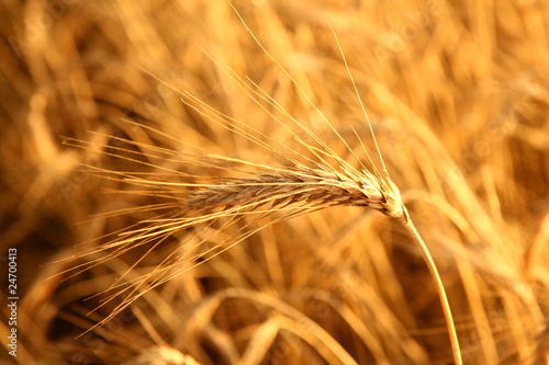 Ear Of Rye At Sunset