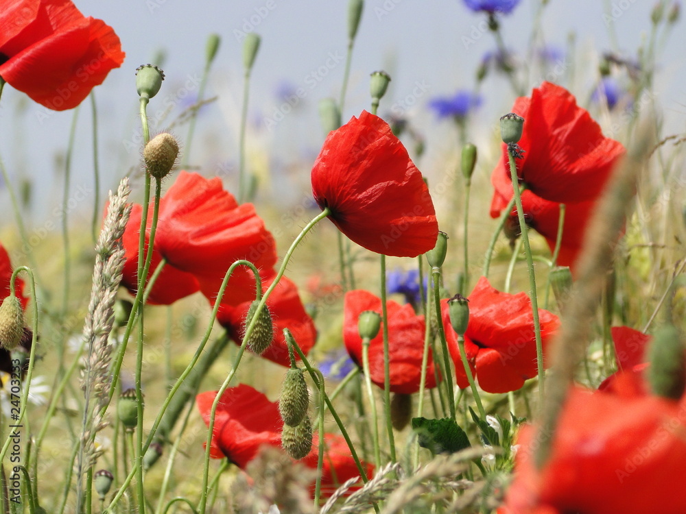 Obraz premium Roter Mohn