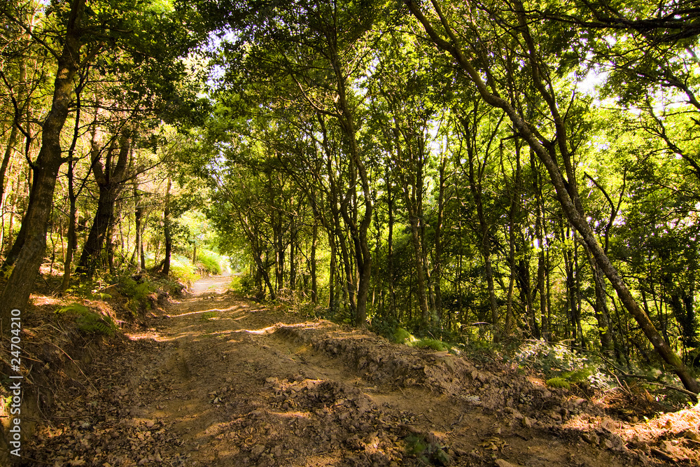 bosque bosque