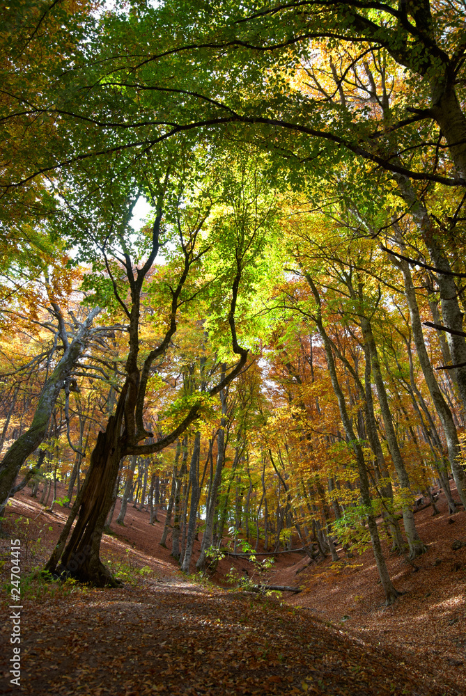 Autumn forest