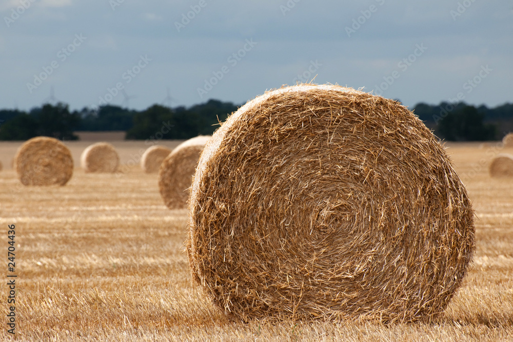 cornfield bale of straw