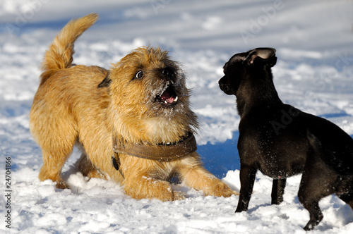 Two dogs playing