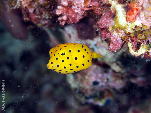ミナミハコフグの幼魚