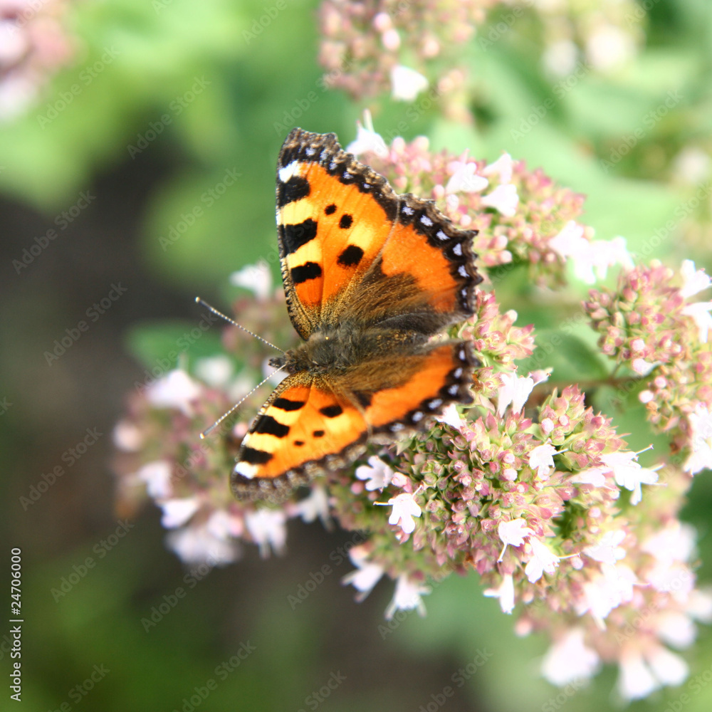 Small Tortoiseshell (Aglais urticae) butterfly Small Tortoiseshell (Aglais urticae) butterfly