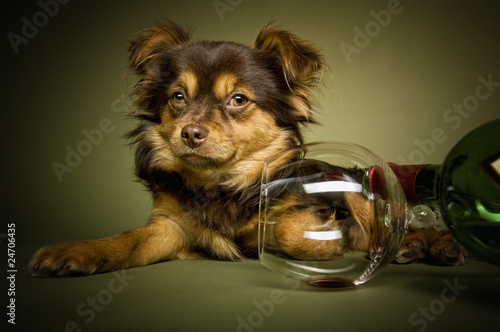 Chihuahua Mischling mit Wein und Glas