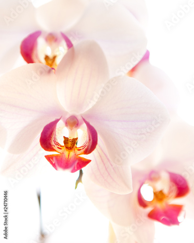 weiß rosa Orchidee photo