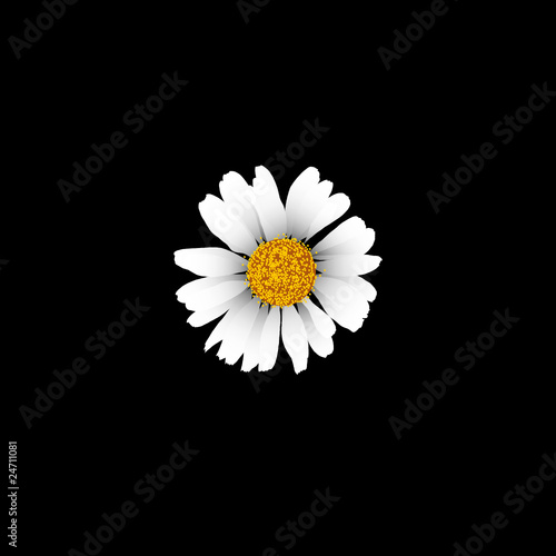 Detailed camomile on black background