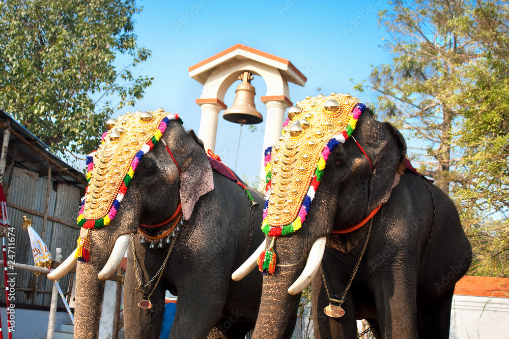 Decorated elephants for parade at the annual festival