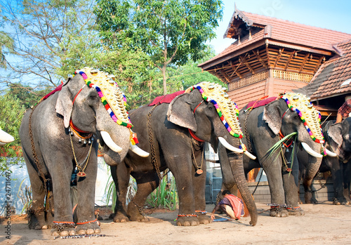 Gold caparisoned elephants for parade at the annual festival