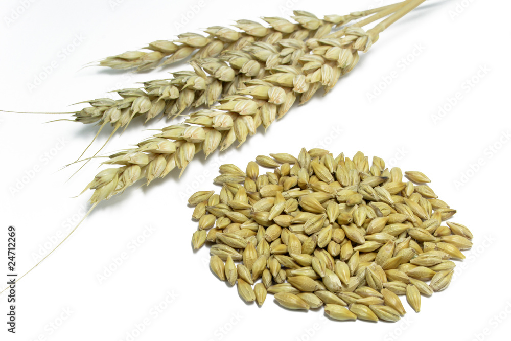 Fototapeta premium weizenkörner mit ähre