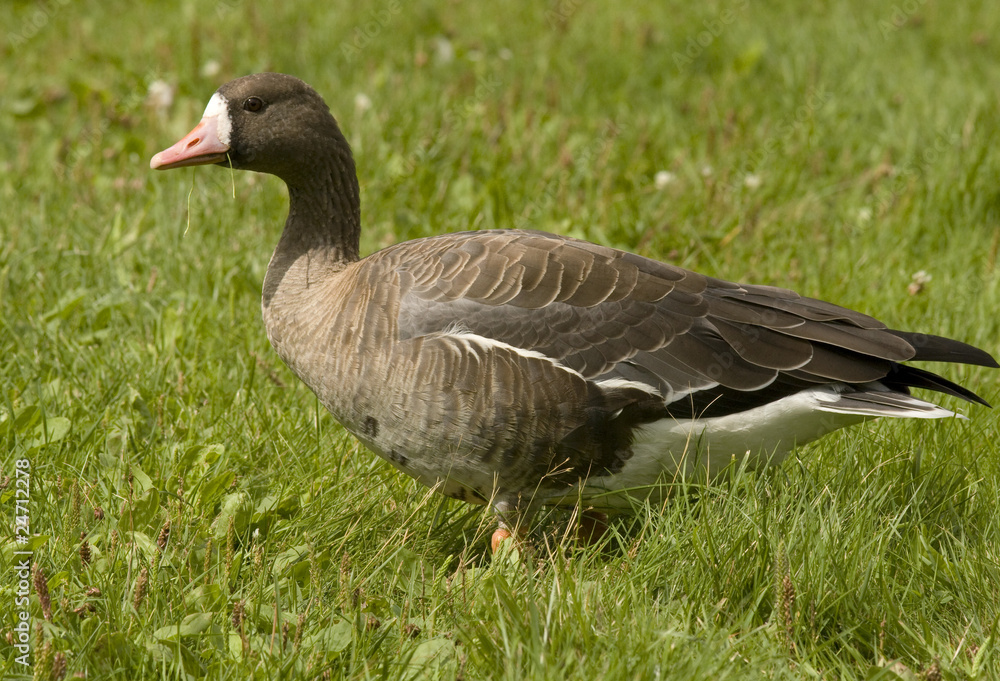 White-fronted goose White-fronted goose